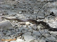 Полоз Эскулапов 001